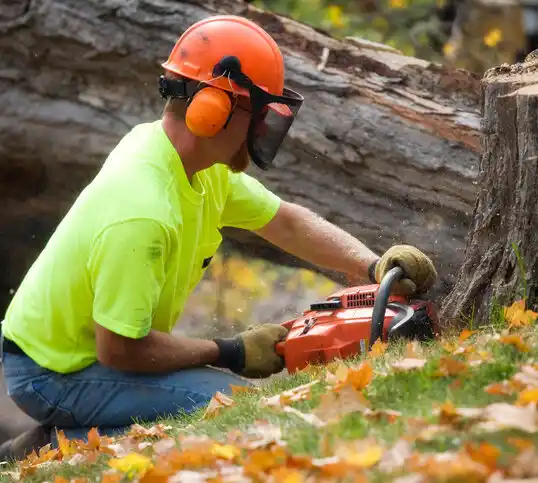 tree services Belleville